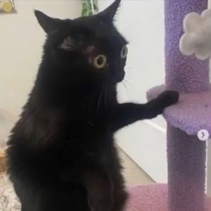 Meet your Posher, L’s